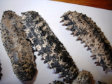 Wild Caught Sea Cucumber from Mexico